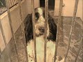 das tierschutzprojekt 