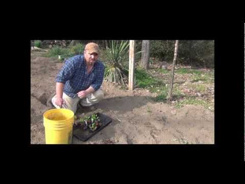 how to fertilize swiss chard