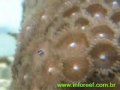 Reprodução de zoanthus - Caragua Office Reef - 