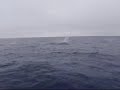 Mako sharkin
