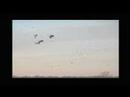 Sandhill Cranes Sandhill Cranes