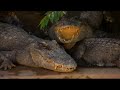 cambodia: saving cambodia siamese crocodile  1of3   en 