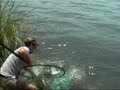 Amur Amur