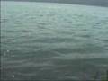 Amur