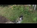Permaculture Raingarden II - Cracks Permaculture Raingarden II - Cracks
