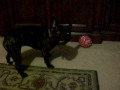videos de Phoebe The Frenchie At Play