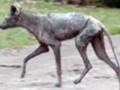 Chupacabra Mystery Finally Revealed
