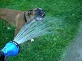 Roscoe vs the Hose Part 1