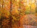 Enchantments of Autumn