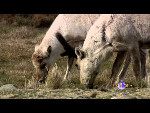 Reindeers at the Edge of the Antarctic