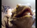 This is my bearded dragon in his new Vivarium i posted a video over 1 year ago now of my bearded dragon in his old tank and got a lot of negative posts and i can see why lookig back at the video yes the tank was way too small for his size but he was not in it for long as you can see from this video his new home is much larger.. as for over feeding him we were told by the owner of the pet shop where we purchased him that while he was under  18months it was ok to feed him large amounts we did not feed him like that every day not even once a week  and his diet was 70% vegetables witch he got on a daily basis now he is fully grown he recives live food maybe once every 6-9 days in small amounts Wax worms or locusts mainly please ask any futher questions and i will try and answer them.