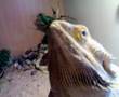 hercules in his Vivarium
