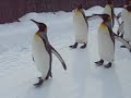 pengin
