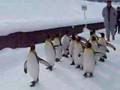 pengin