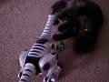 KItten Vs Roboreptile