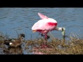 Roseates Feeding. The video, with link this time :) http://t.co/pZCYFX4V