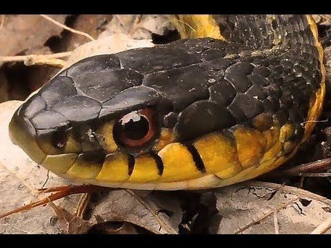 YouTube reptile video