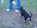 11 week old female pup female 3 from Angelina and Goliath