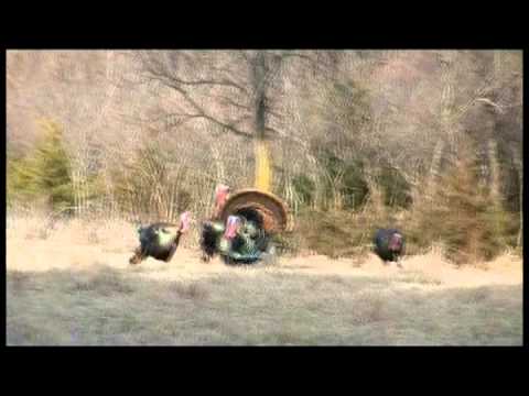 Funny Turkey Hunt – Turkey Hunting In Nebraska – Turkey Hunting Bloopers