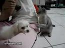 Funny Cat Funny Cat