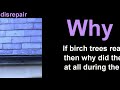 The High Street Silver Birches, part 2 [Trees in Thornbury - video 03b]