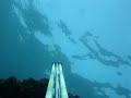 robalo