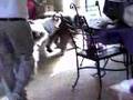 Antiguo Perro Pastor Inglés video