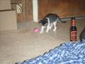 videos de New Kitty? Yes Please :D