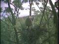 Great Blue Heron Romance in the Treetops