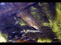 Australian Dreamtime 2 Australian Dreamtime 2
