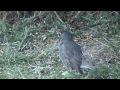 Wildlife Files Garden Cam #1