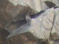 منتديات عنيزة نت - بواردي الوبران