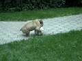 Chien autriche