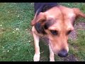Me Playing with my Dog Leo
