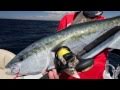 Fishing Sydney - kingfish jigging