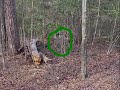 Whipple Creek Airsoft Team