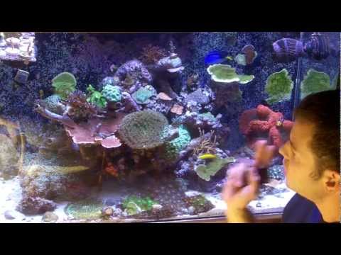 how to replant corals