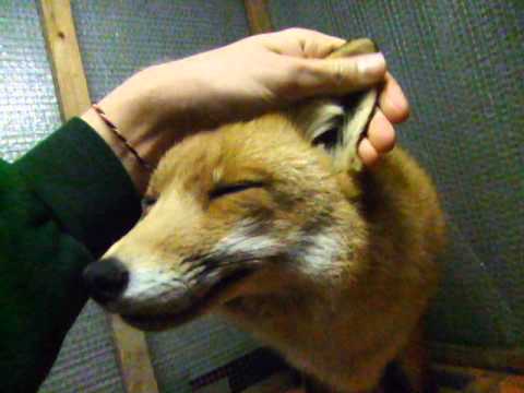 foxy anya