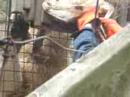 Feeding Lions!