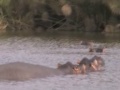 Safari - Part Six - Lake Naivasha Hippos