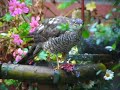 Sperwer in de tuin Sperwer in de tuin