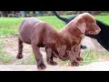 labradores chocolate labs