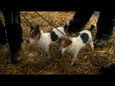 how to train jack russells to hunt