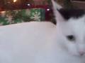videos de Purrl