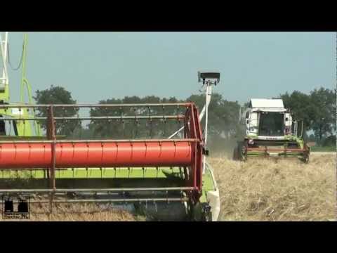 how to harvest grass seeds