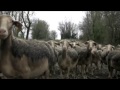 Sud Aveyron Brebis pour le Roquefort PARTIE 2 Sud Aveyron Brebis pour le Roquefort PARTIE 2