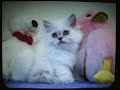 Himalayan Persian, Ragdoll & Exotic Kittens
