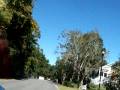 Oak Tree Lined Road Murrells to Marsh