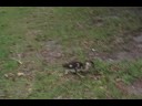 Baby ducks on UNF campus