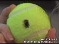How to unlock a car with tenis ball